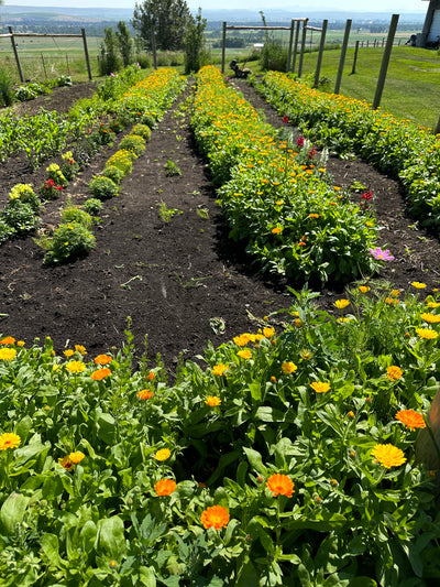 Your Guide to Crafting Calendula Oil