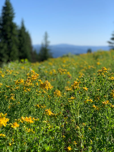 St. John's Wort