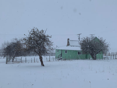 Winter Solstice and Dirt Dreaming