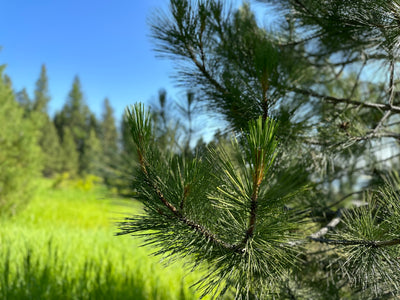 The Process Behind Mountain Cypress Body Lotion