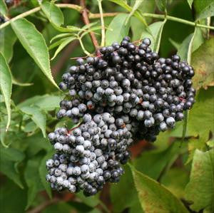 DIY: Elderberry Elixir