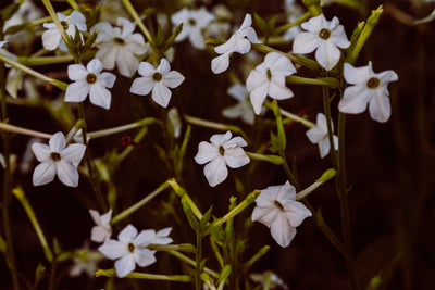 Radiant Skin, Naturally: Explore Wild Carrot Herbals Serums