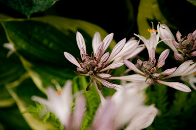 Reveal Your Radiance with Botanical Brilliance: Our Highest Rated Serum