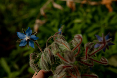 Skin-Soothing Superstar: Baby Borage Eczema Cream for Happy, Healthy Skin